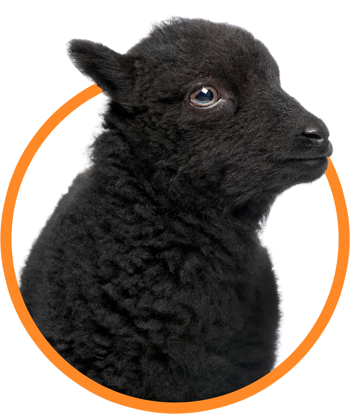 blak sheep marketing